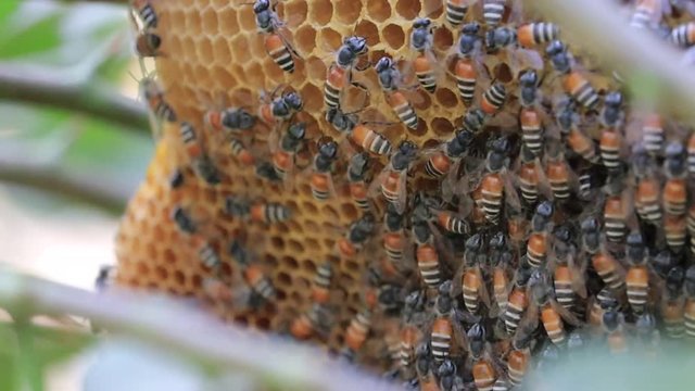 Close up view of the working bees on honey cells.Macro photo of a bee hive on a honeycomb with copyspace. Bees produce fresh, healthy, honey. Beekeeping concept