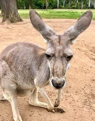 portrait of a kangaroo