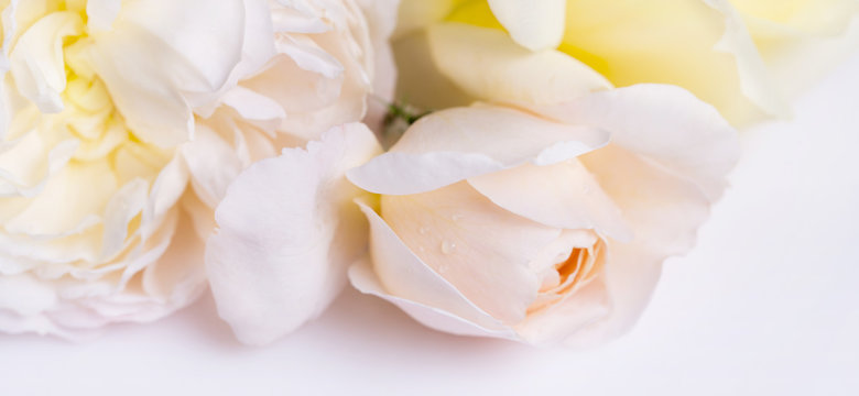 Romantic banner, delicate white roses flowers close-up. Fragrant crem yellow petals