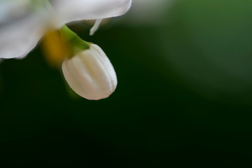 la vita che si schiude