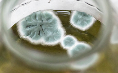 Schimmel auf Lebensmitteln