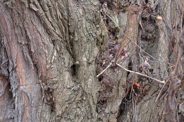 The textured surface of the bark of the old perennial deciduous tree