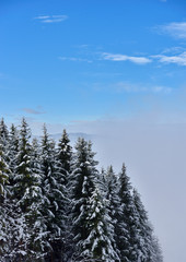 Fir trees full of snow on cold winter in mountain landscape
