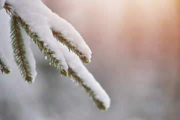 Fir trees full of snow on cold winter in mountain landscape