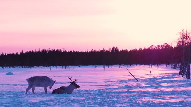 Finnish forest reindeer herd in Snowy Lapland. Rangifer tarandus fennicus