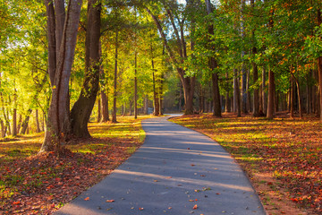 Early fall walking path through woods