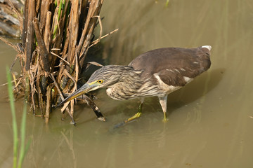 The beautiful Ardeola speciosa looking for a food in the pond.