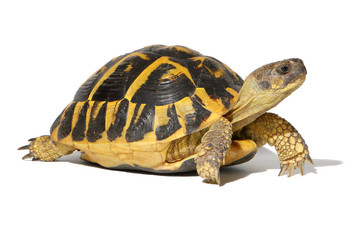 Obraz premium Hermann tortoise in close-up isolated on a white background