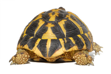 Hermann tortoise in close-up isolated on a white background