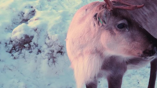 Finnish forest reindeer herd in Snowy Lapland. Rangifer tarandus fennicus
