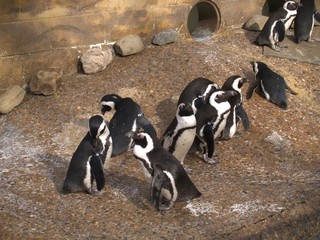 ANIMALS1