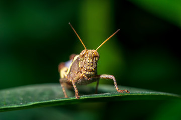 Macro picture of locust on green leaf nature close up background