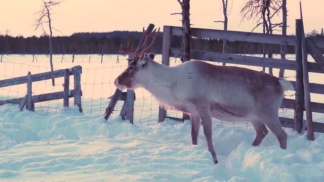 Finnish forest reindeer herd in Snowy Lapland. Rangifer tarandus fennicus