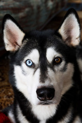 Husky dog ​​portrait with different eye color, black and white dog looking