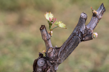 Early spring grape vine buds