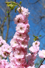 Blooming pink cherry blossom on a beautiful blue background