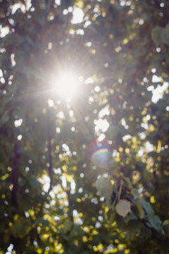 Through the leaves you can see the sun and the sun's rays in blur