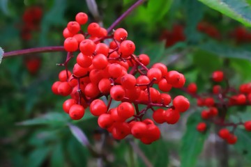 Bright red berries of ash