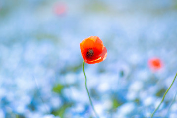 ネモフィラ畑の主役？