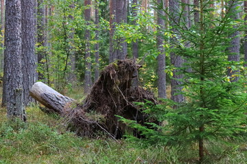 The root of a fallen tree in the forest