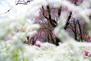 花見