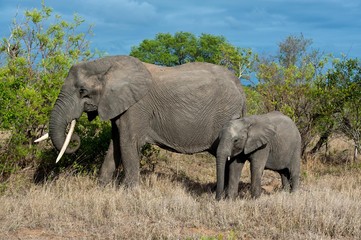 elefantenkuh mit Jungen