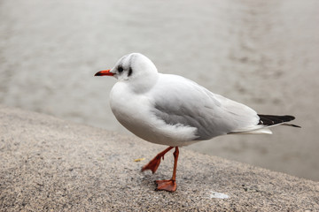 seagull on pavement beside the river on a cloudy day