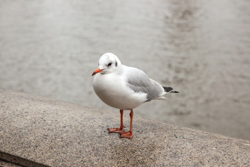 seagull on pavement beside the river on a cloudy day