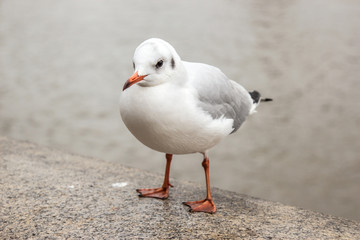 seagull on pavement beside the river on a cloudy day
