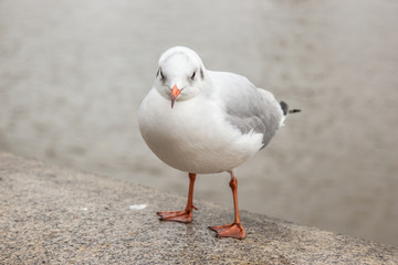 seagull on pavement beside the river on a cloudy day