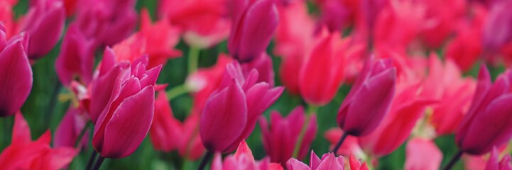 Spring tulip background.