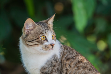 Naklejka premium House Cat 