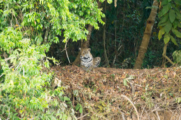 Jaguar from Pantanal, Brazil
