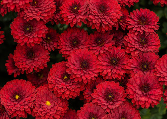 Red chrysanthemums in the garden macro photography