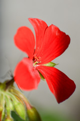 flor roja