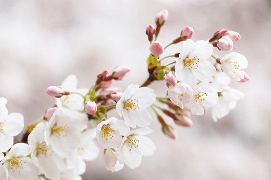 65 150 Best ソメイヨシノ Images Stock Photos Vectors Adobe Stock