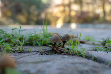 very beautiful mushrooms in the forest