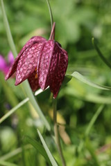Fritillary flower in Spring	
