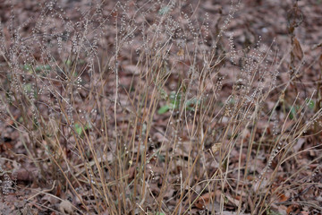 Unusual dried bush in a city park in early winter