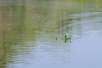 Panorama from Pantanal, Brazilian wetland region.