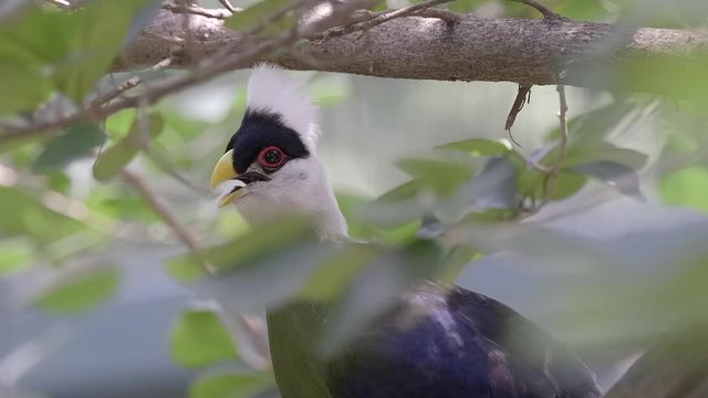 A White crested Turaco (Tauraco leucolophus) perches on a tree branch, green leaves in foreground.