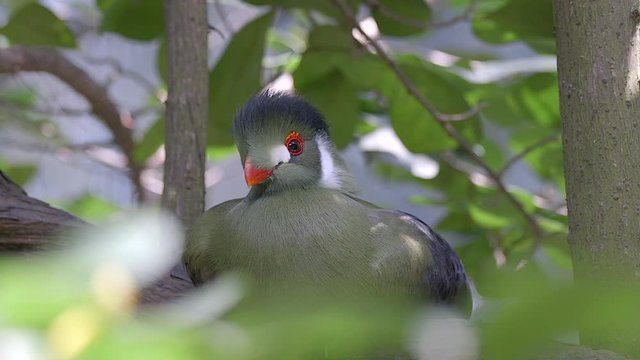 Shot of a White cheeked Turaco (Tauraco leucotis) that perches on a tree branch with some leaves of a plant as foreground.