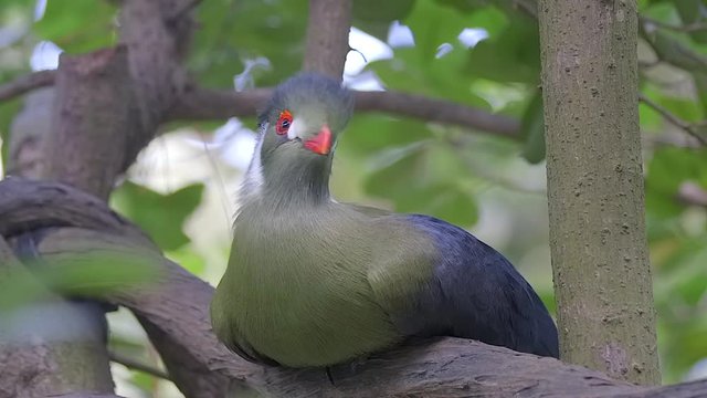 Great shot of a White Cheeked Turaco (Tauraco leucotis) that is perching on a tree branch. Forest environment.