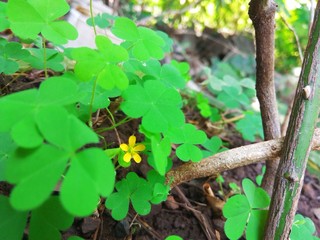 Clover in pot 