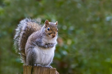 Squirrel before Sunrise