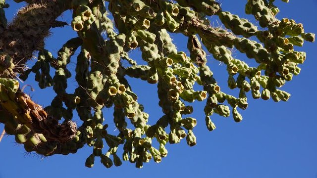 Cactus. Cane Chola Cylindropuntia spinosior on a background of blue sky. Arizona, USA