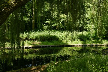 Végétation dense et luxuriante le long d'un bras d'eau au parc Josaphat à Schaerbeek