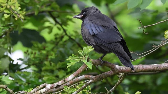 Jackdaw fledgeling side view in tree