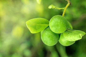 Fresh green lemons from trees  Use it for cooking and as a beverage with sour taste.