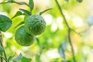 Bergamot, fresh green fruit With a rough surface on the bergamot tree that has a bokeh background - obrazy, fototapety, plakaty